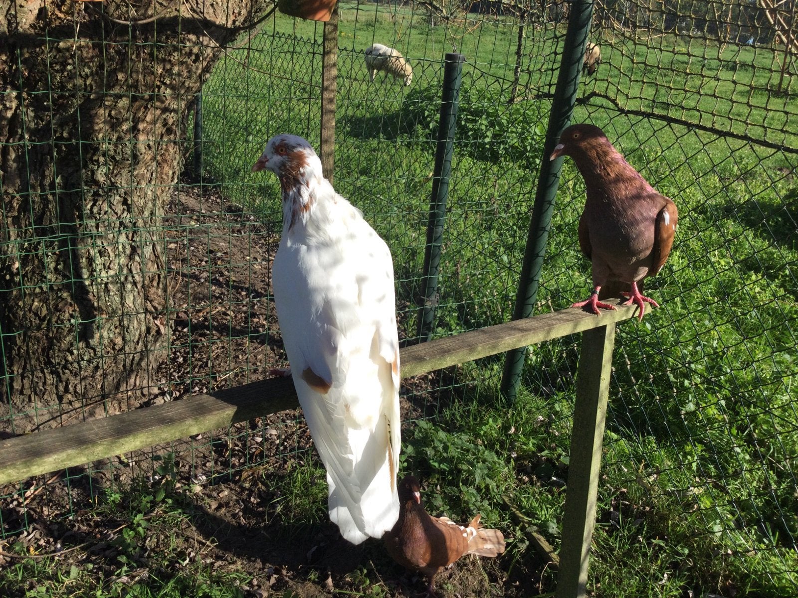Romeinen, Dieren en Toebehoren, Mannelijk, Kip