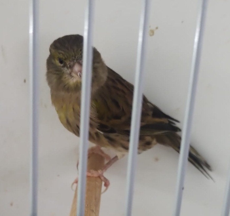 diverse kanaries, Dieren en Toebehoren, Meerdere dieren, Kleurkanarie