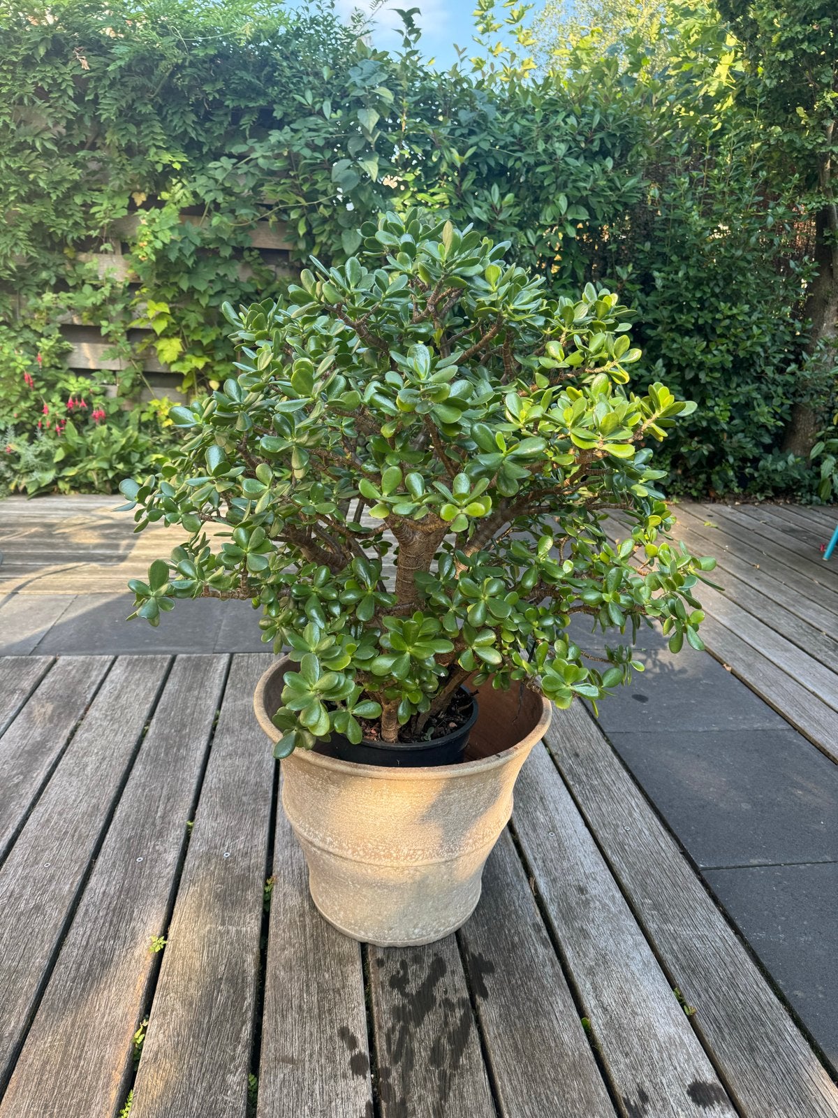 Grote Jadeplant (Crassula Ovata) in pot - 95 cm hoog, Ophalen, Vetplant, Halfschaduw, In pot