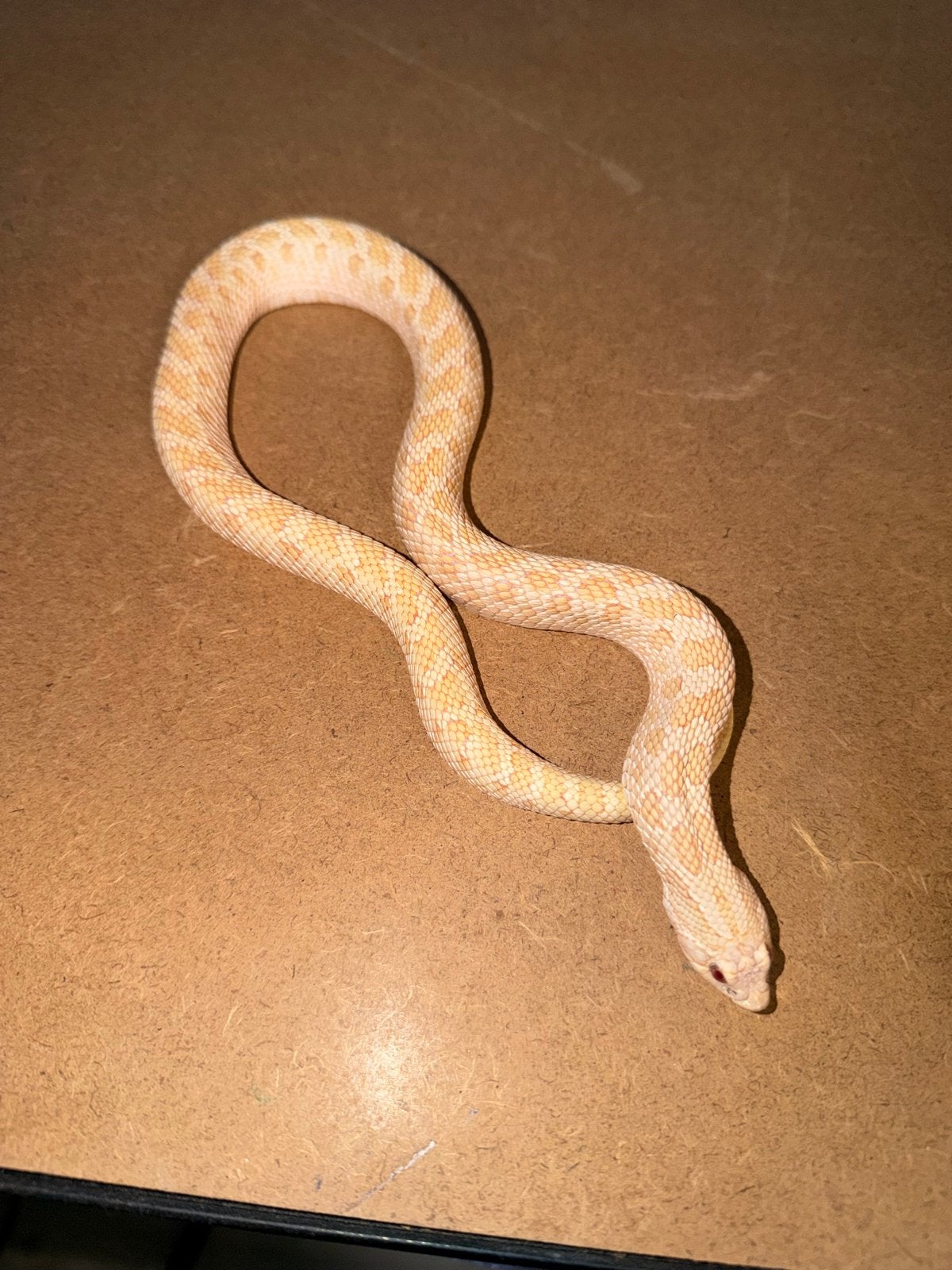 Haakneus Hognose Snake - female for sale from GCM