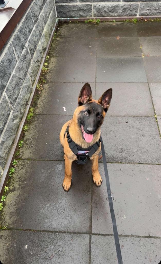 Deze pup zoekt een gouden mandje, Dieren en Toebehoren, 15 weken tot 1 jaar, Teef, Parvo, Eén hond