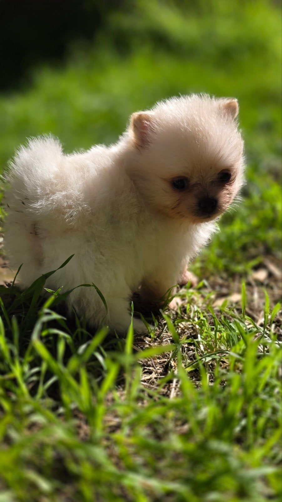 pomeriaan pups te koop, 8 tot 15 weken, Meerdere, Meerdere dieren, Klein