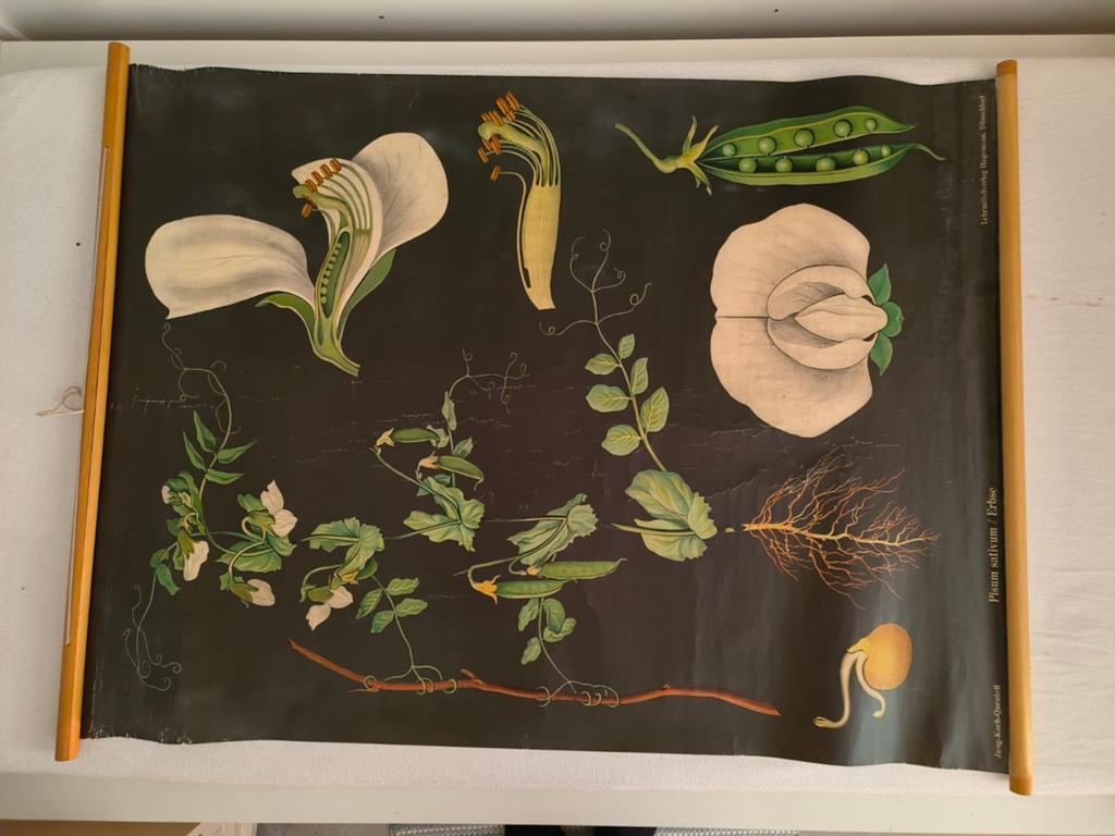 Vintage botanische schoolplaat – “Erwt / Pisum sativum”, Ophalen, Natuur en Biologie