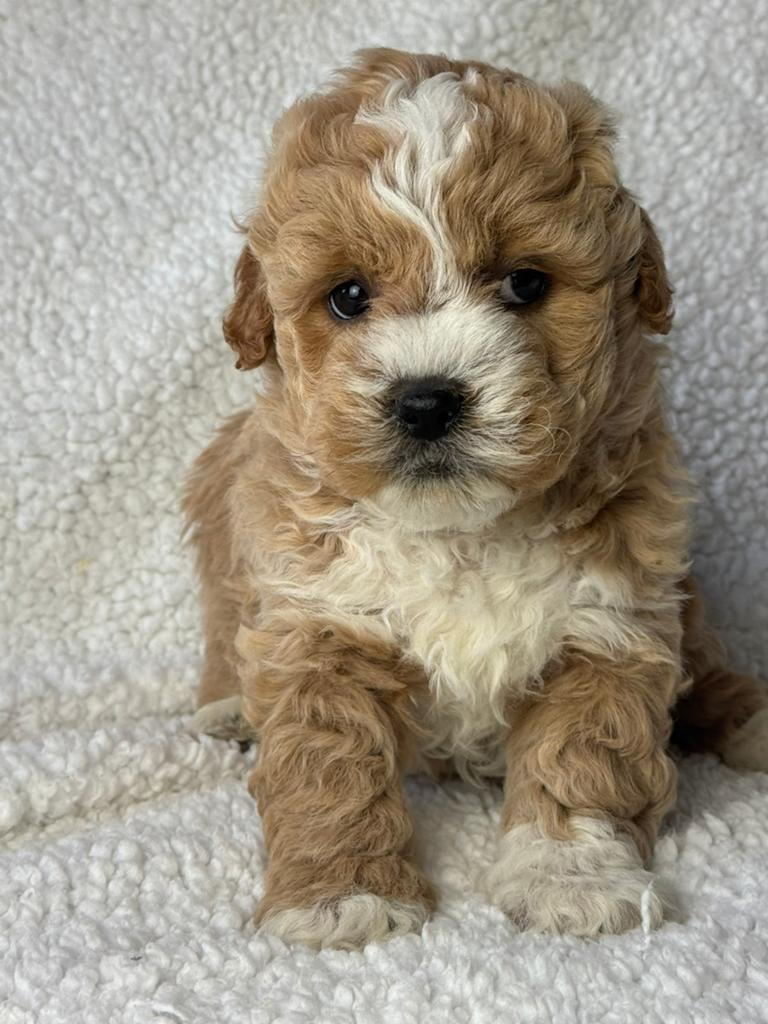 Maltipoo pups  teefje 1750€ super mooi reu 1650, Nederland, Parvo, Overige rassen, 8 tot 15 weken