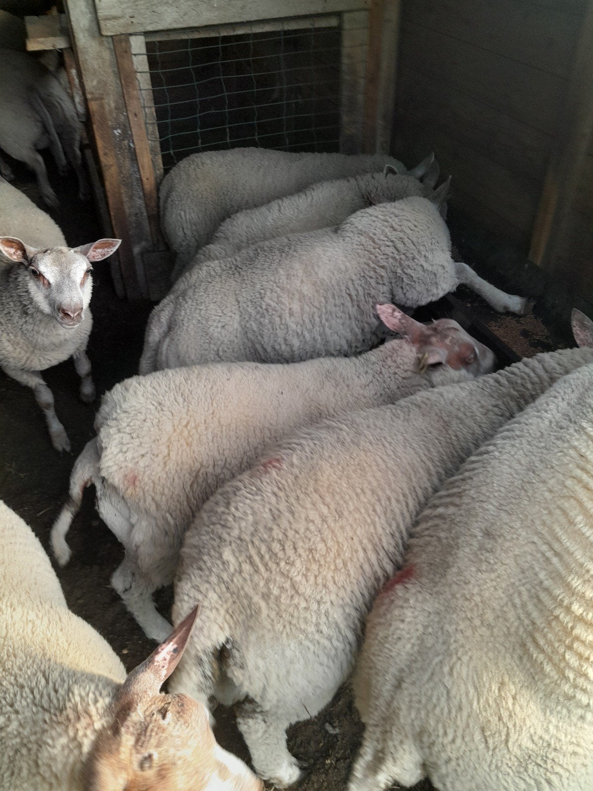 Rouge l'quest ram lammeren en ooilammeren, Dieren en Toebehoren, Schapen, Geiten en Varkens, Meerdere dieren, Schaap