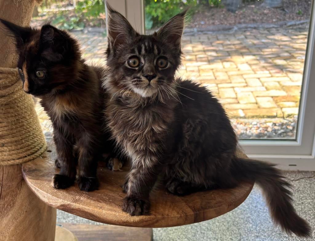 XXL Maine Coon Kittens beschikbaar €1450 met stamboom, Dieren en Toebehoren, Katten en Kittens | Raskatten | Langhaar, Meerdere dieren