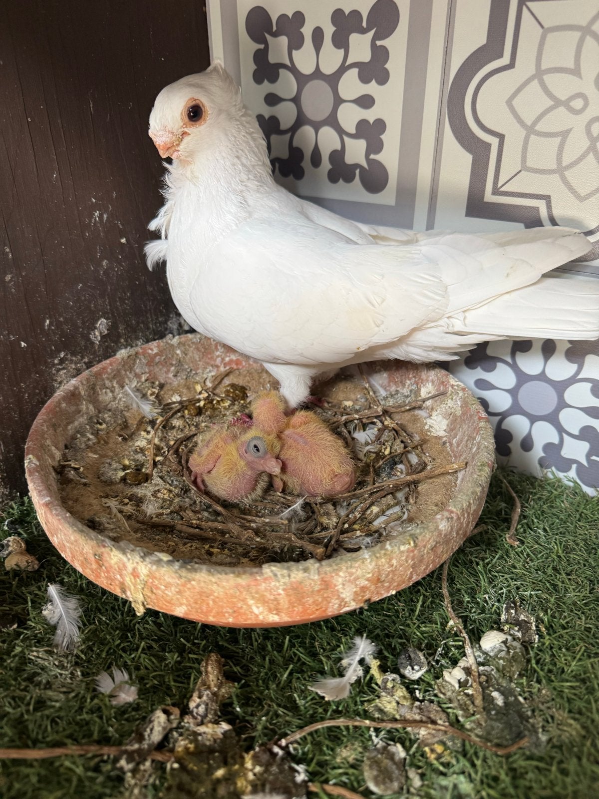 Syrische Koppel met twee kleine jongen جوز زق مع فراخهن, Meerdere dieren, Overige soorten