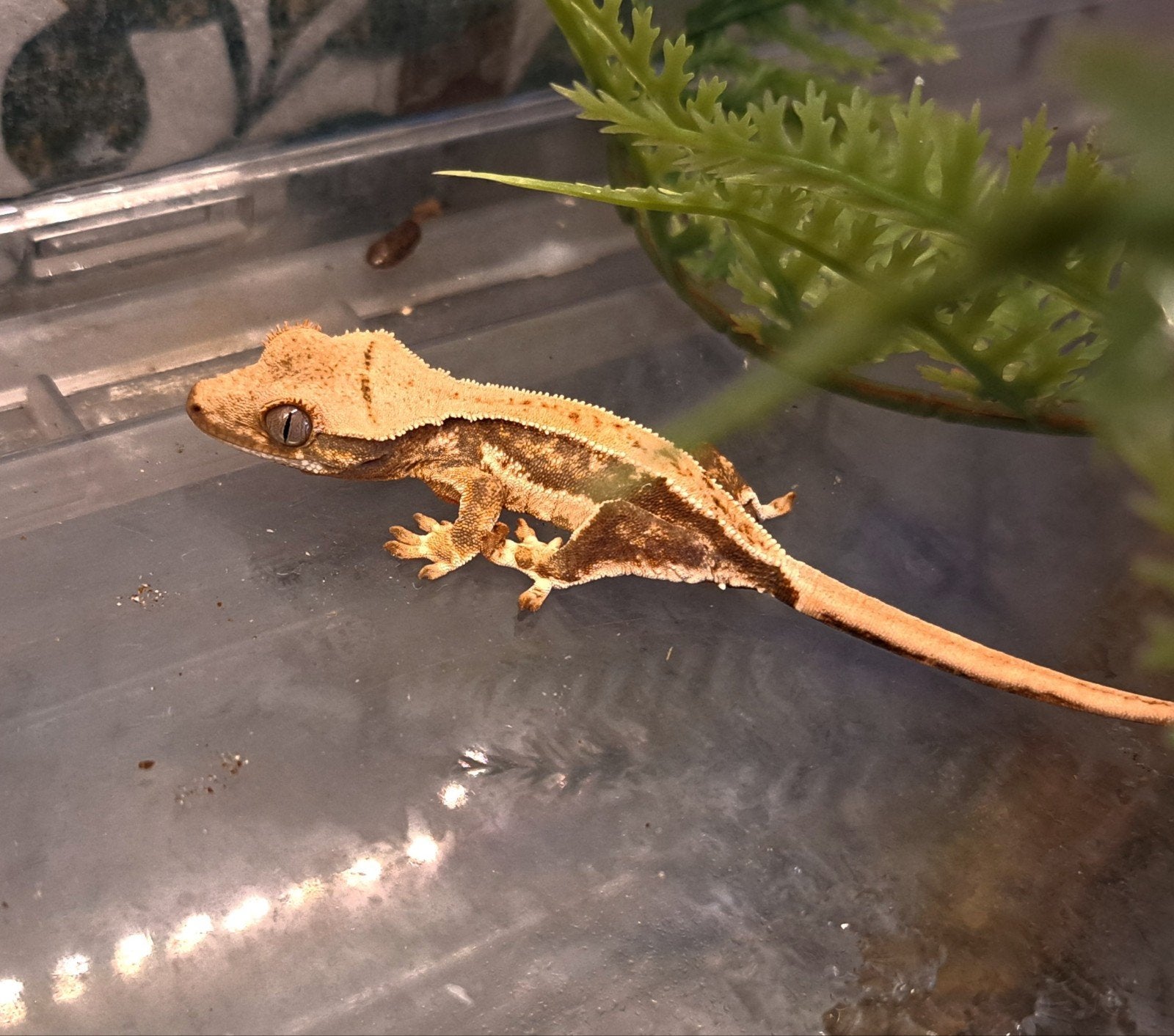 Wimpergekko Lilly White quad stripe. baby Crested Gecko photo 2