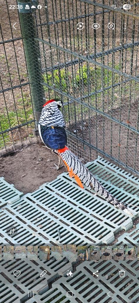 Broedeieren Lady fazant, Dieren en Toebehoren, Geslacht onbekend, Overige soorten