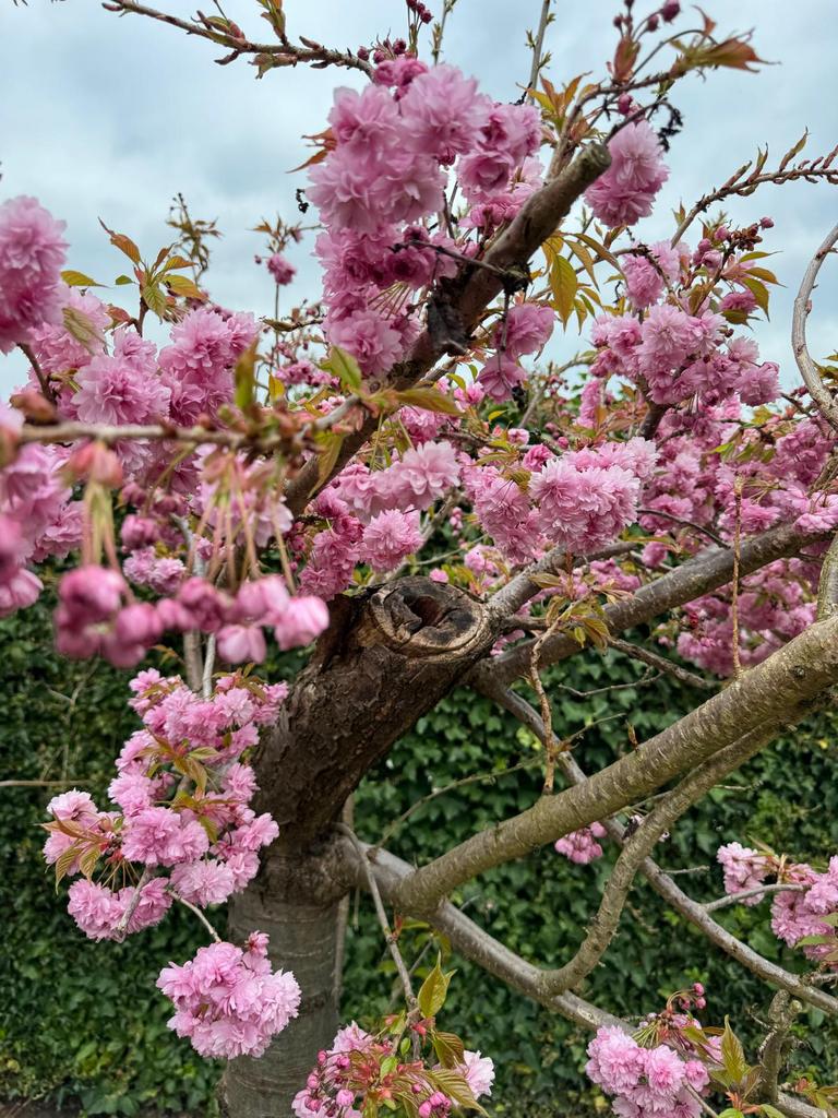 Mooie Japanse Sierkers (Prunus Serrulata, roze bloesem), Tuin en Terras, Ophalen, Halfschaduw, Overige soorten, 100 tot 250 cm