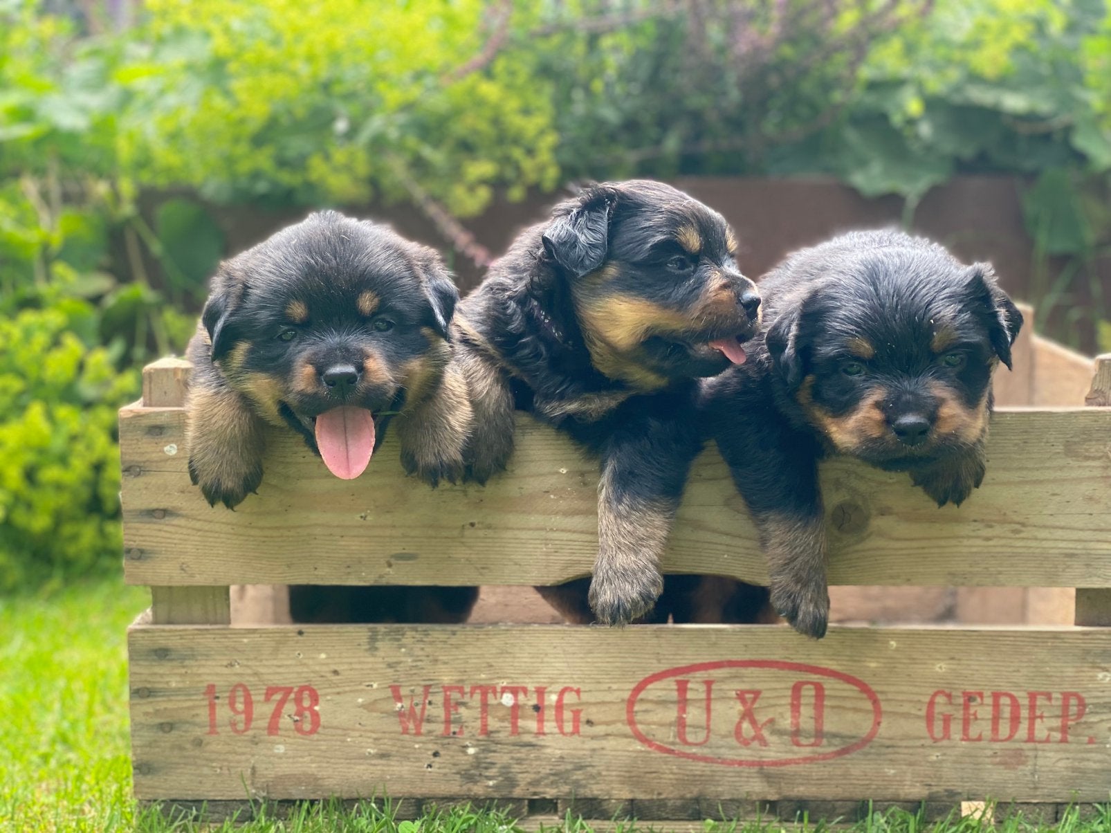 Rottweiler pups, Dieren en Toebehoren, 8 tot 15 weken, Meerdere, Meerdere dieren, Nederland