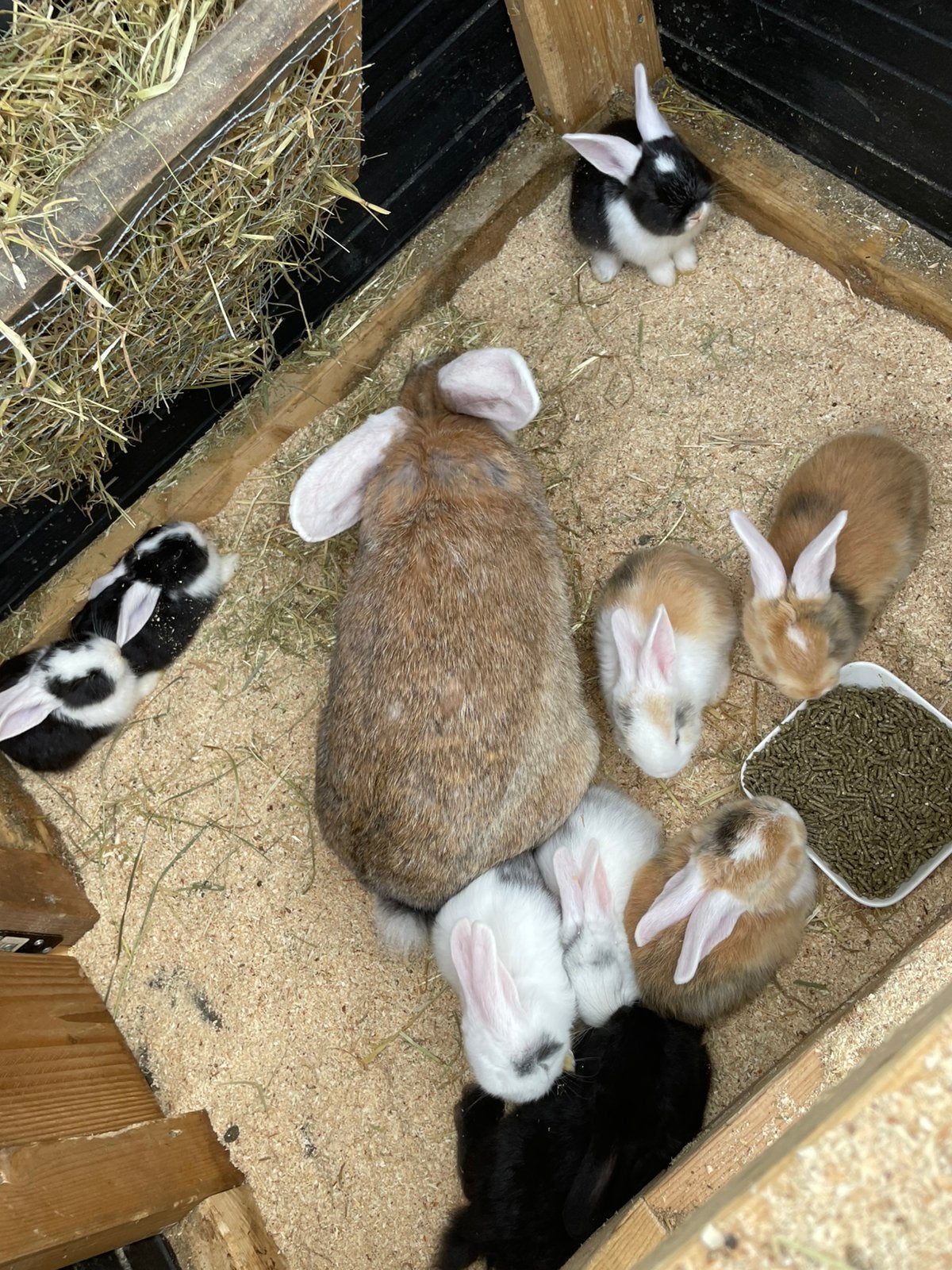 Kleine Duitse reuzen