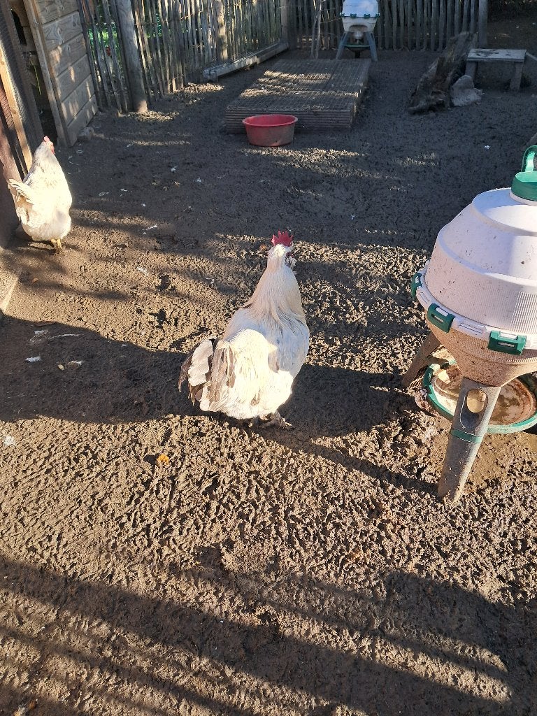 Haan, Dieren en Toebehoren, Mannelijk, Kip