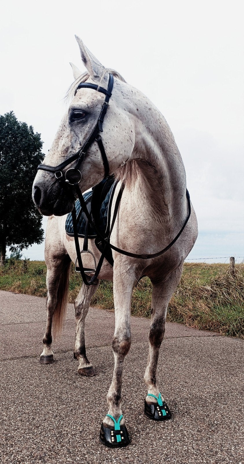 Te koop Rico; Spaanse ruin, 13 jaar, Dieren en Toebehoren, Ruin, Recreatiepaard