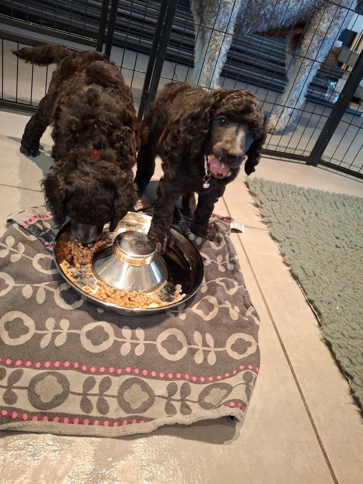 Pups koningspoedel, België, Particulier, 8 tot 15 weken, Groot