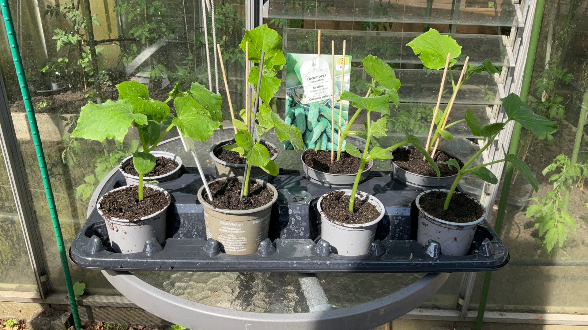 Augurken planten, Ophalen of Verzenden, Overige soorten, Volle zon