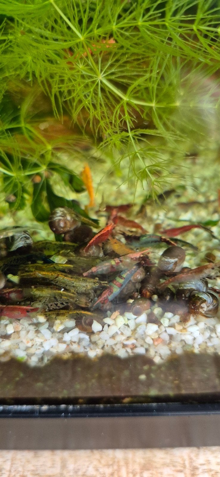 aangeboden mooie mix garnalen., Dieren en Toebehoren, Kreeft, Krab of Garnaal, Zoetwatervis, Schoolvis