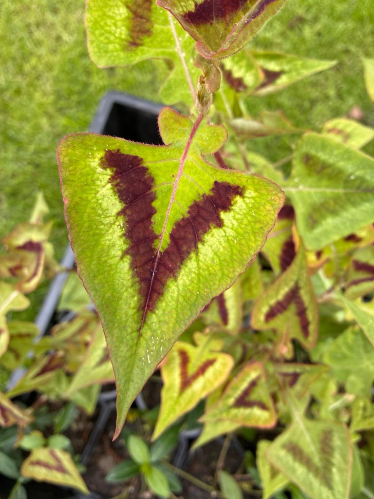 Persicaria microcephala 'Purple Fantasy' in P9 pot, Tuin en Terras, Planten | Tuinplanten, Vaste plant, Halfschaduw, Zomer, Ophalen
