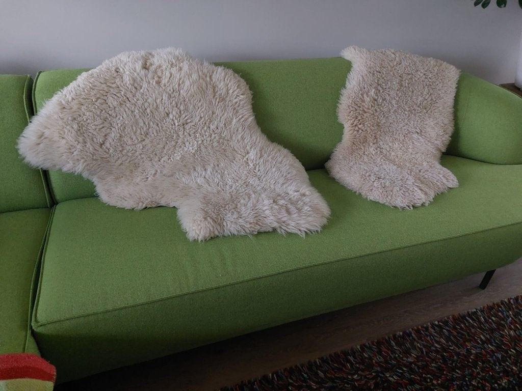 2 schapen vachten, Geslacht onbekend, Schaap