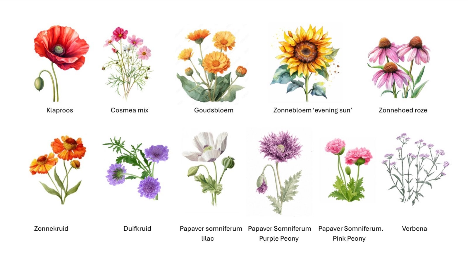 Diverse biologische zaden voor een kleurrijke Tuin, Ophalen of Verzenden, Gehele jaar, Volle zon, Zaad