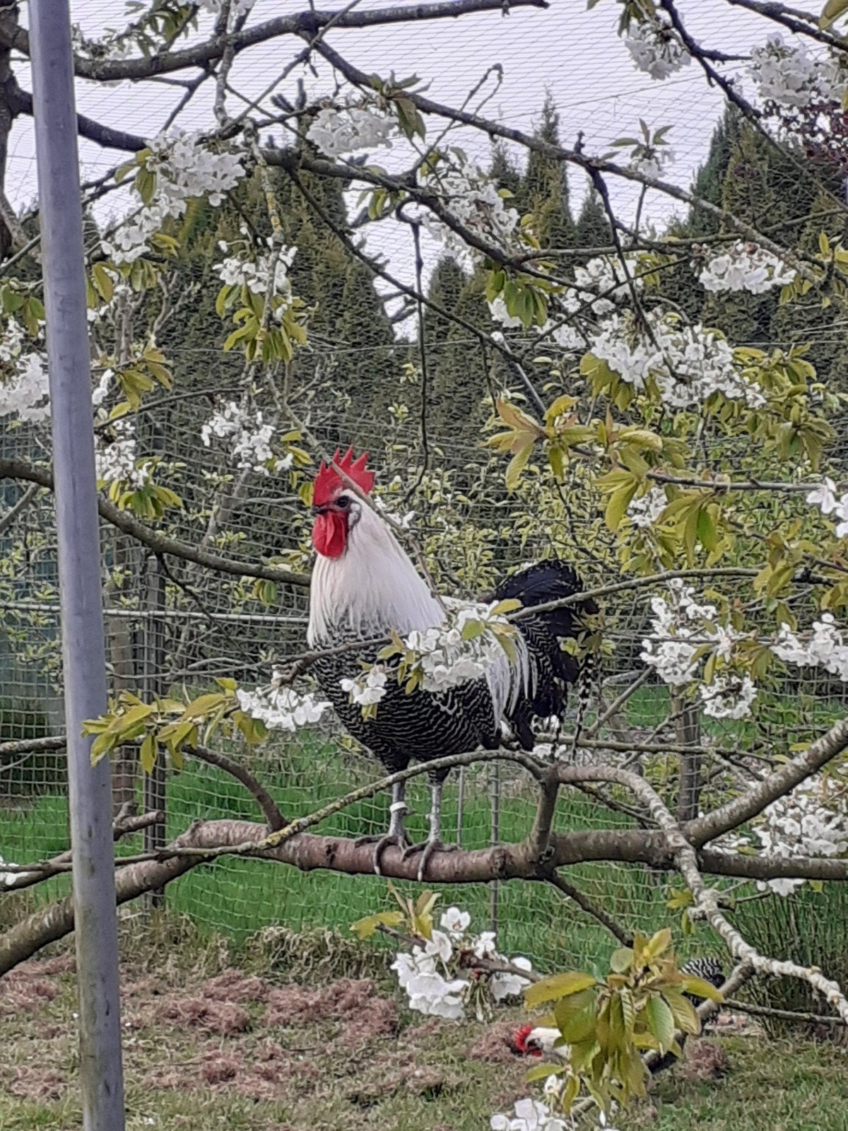 Te Koop hoenders Braekels ., Meerdere dieren, Kip