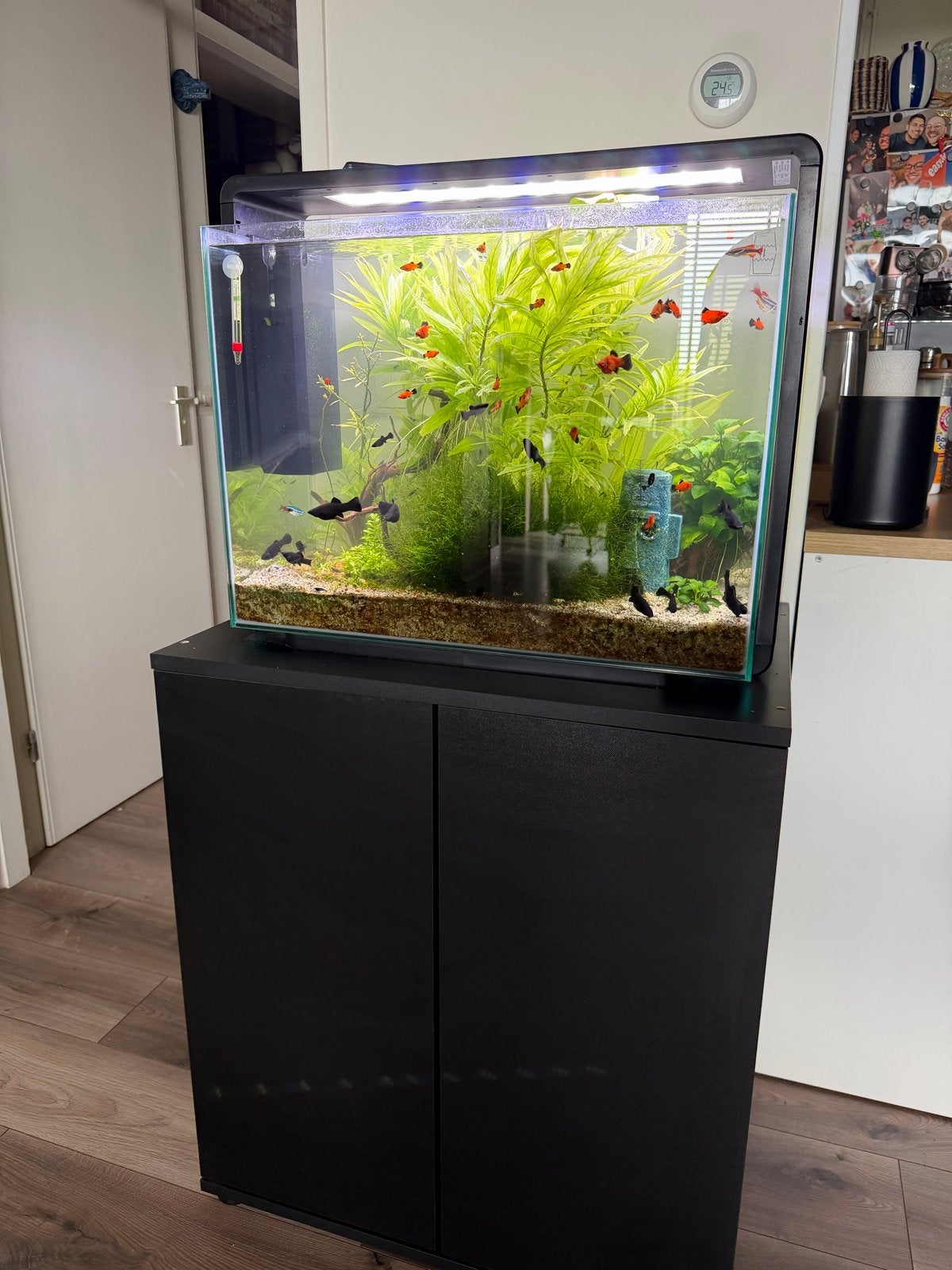 Superfish Home 85 aquarium inclusief vissen en toebehoren, Ophalen, Gebruikt, Gevuld zoetwateraquarium, Superfish