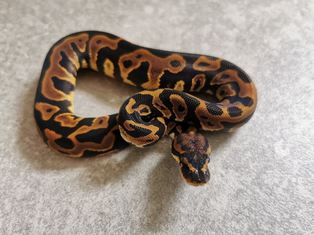 0.1 Leopard (het Clown) Koningspython Ball Python - male for sale from Philipse