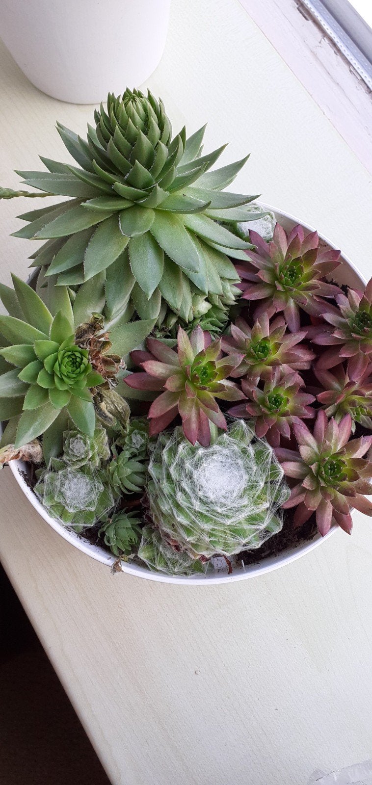 Decoratieve schaal met diverse sedumplantjes, Tuin en Terras, Bloembakken en Plantenbakken, Ophalen, Kunststof, Gebruikt, Minder dan 30 cm