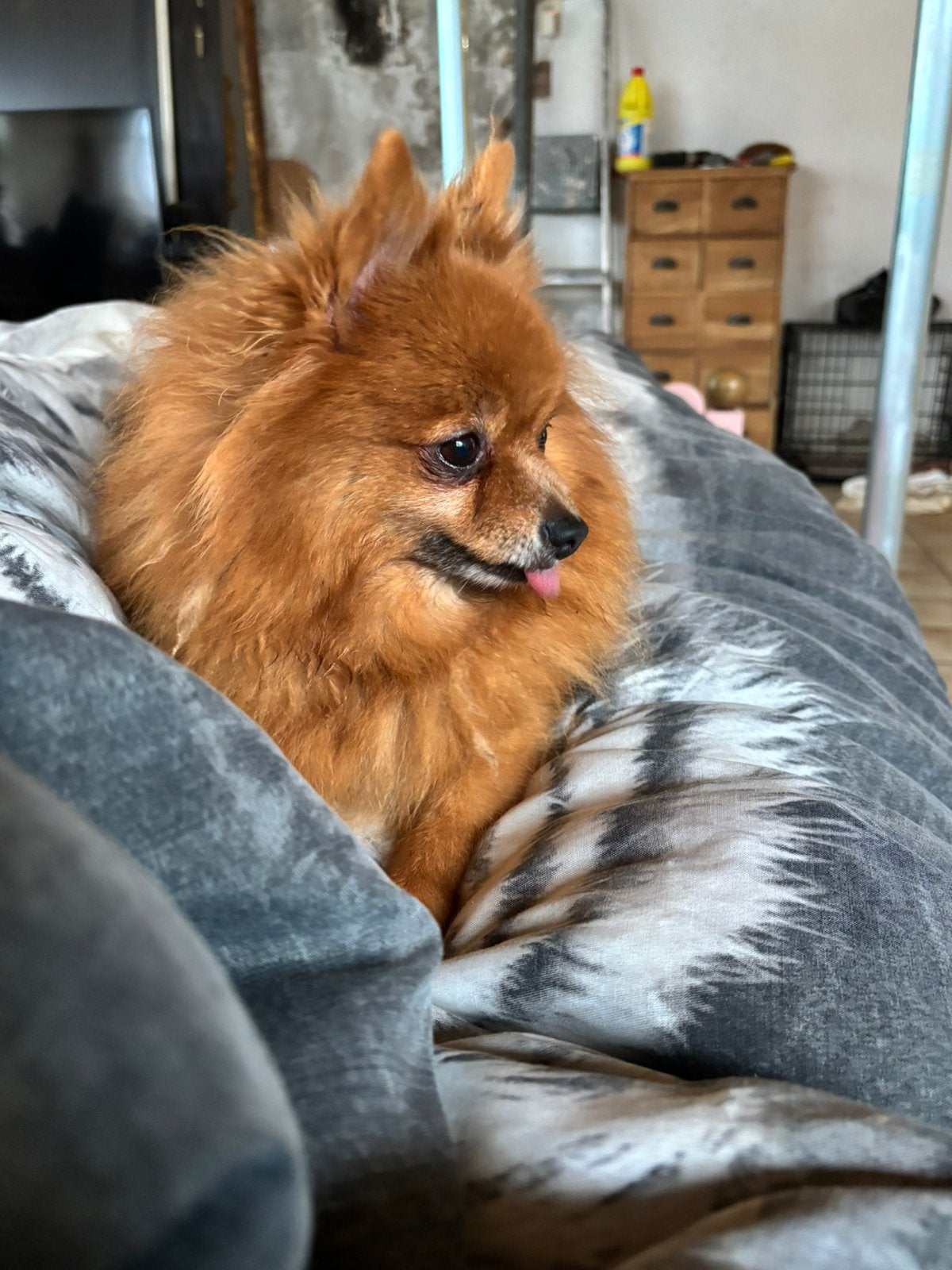 Mijn lieve meisje noah opzoek naar een goude mandje, 6 jaar of ouder, Keeshond, Teef, Eén hond