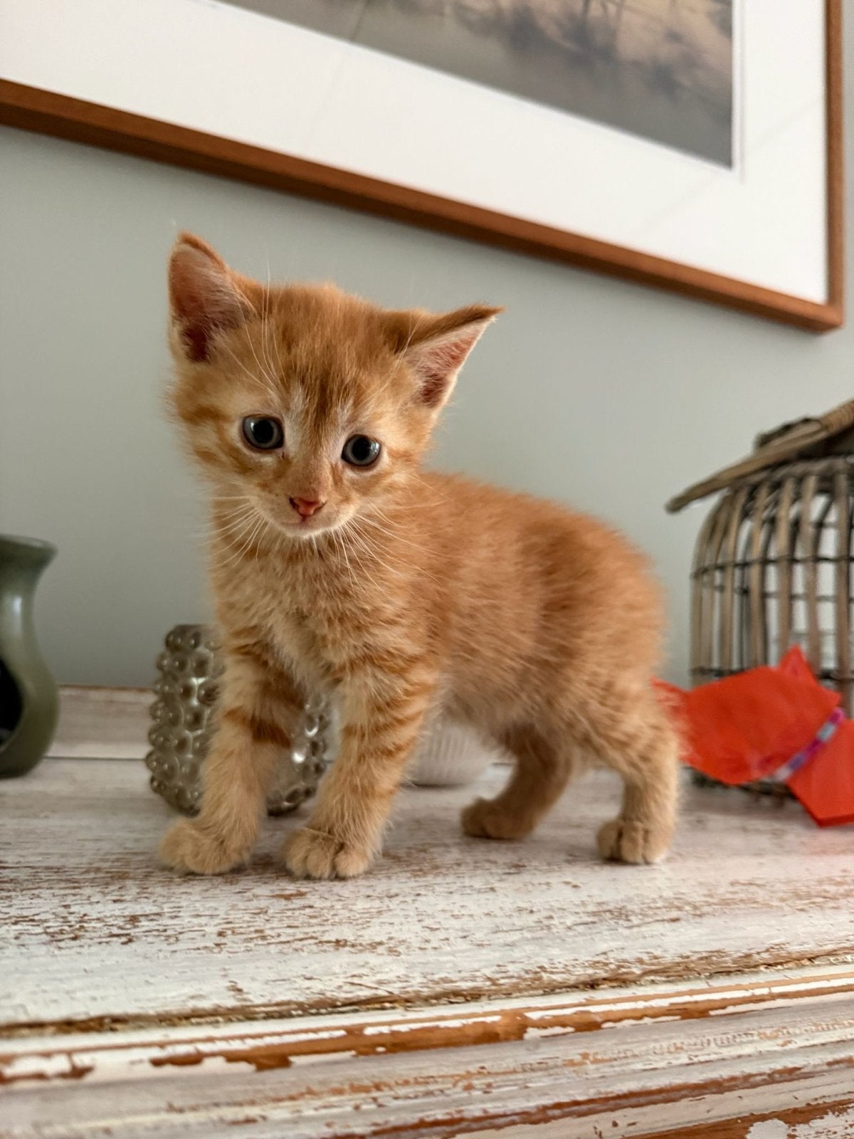 Prachtige lieve kittens, Dieren en Toebehoren, Katten en Kittens | Overige Katten, Meerdere dieren