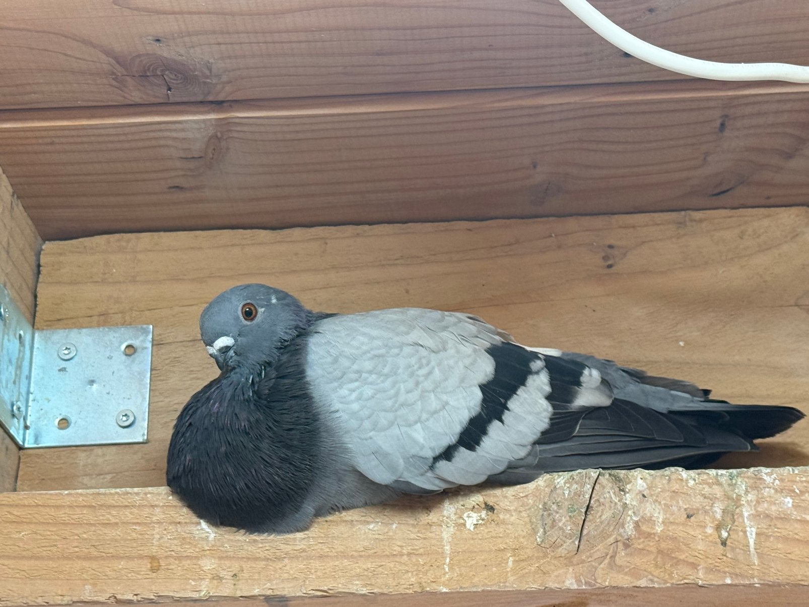 3 Canaria/Balear kroppers, Meerdere dieren, Kropper