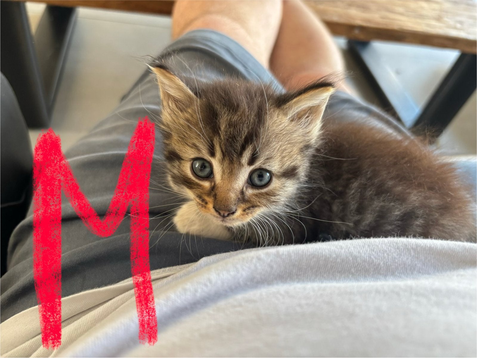 Schoot kittens lang harig 150 euro, Meerdere dieren