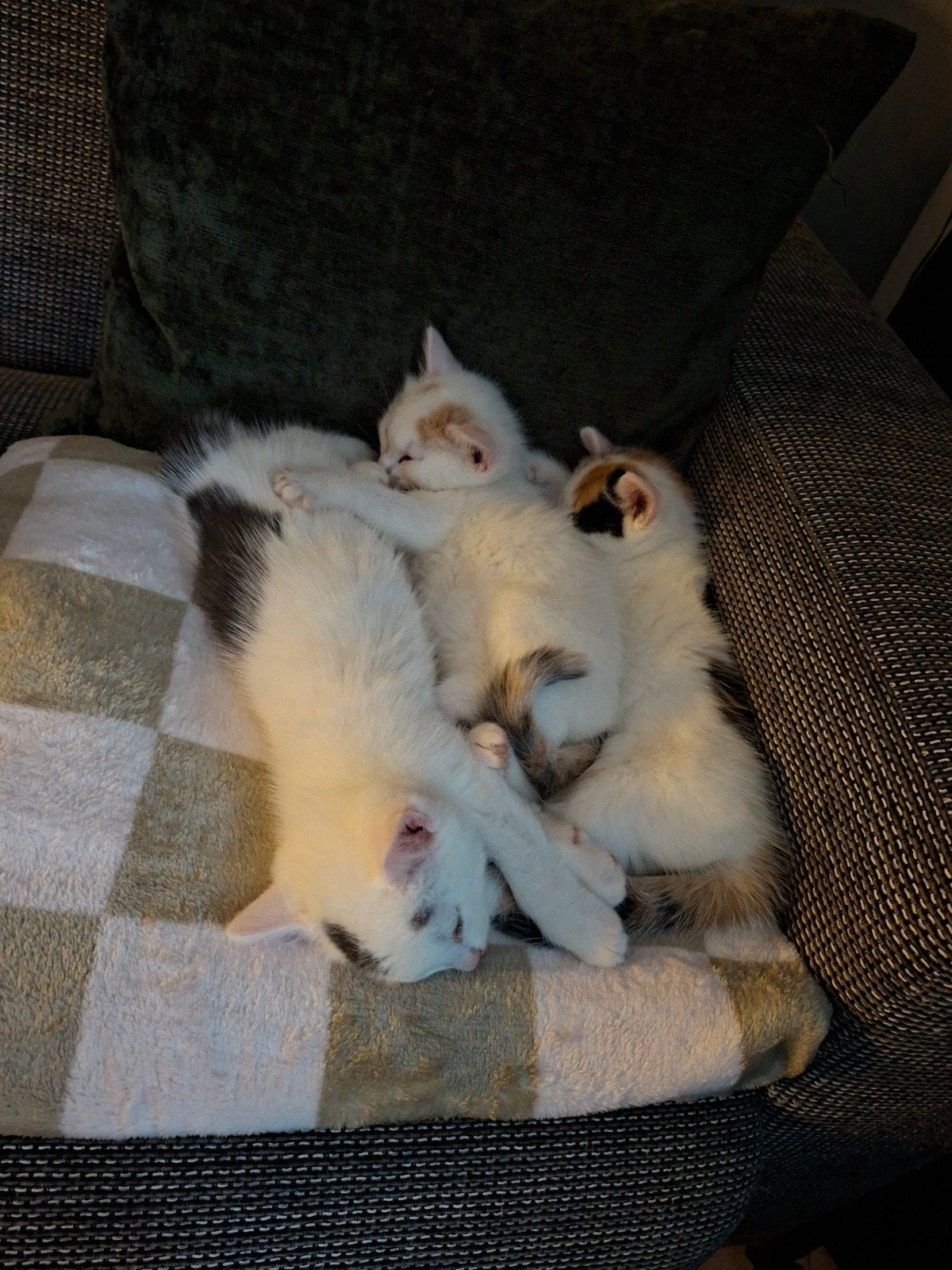 Prachtige kittens, Meerdere dieren