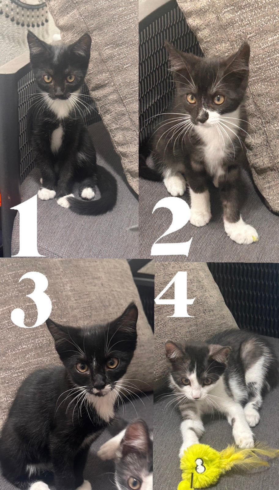 Kittens zoeken huisje, Meerdere dieren, 0 tot 2 jaar