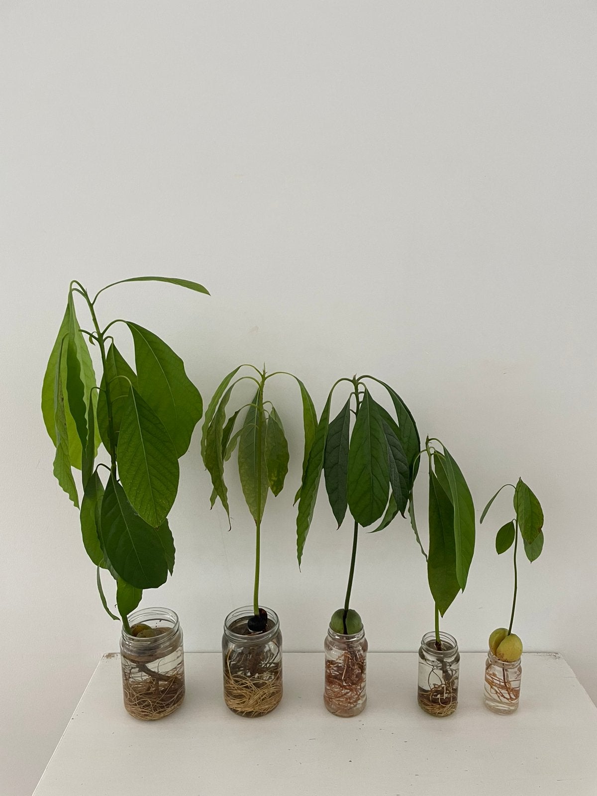 Avocado plantjes zelf gekweekt uit pit, hebben liefde nodig, Tuin en Terras, Ophalen, Vaste plant, Bloeit niet, Halfschaduw
