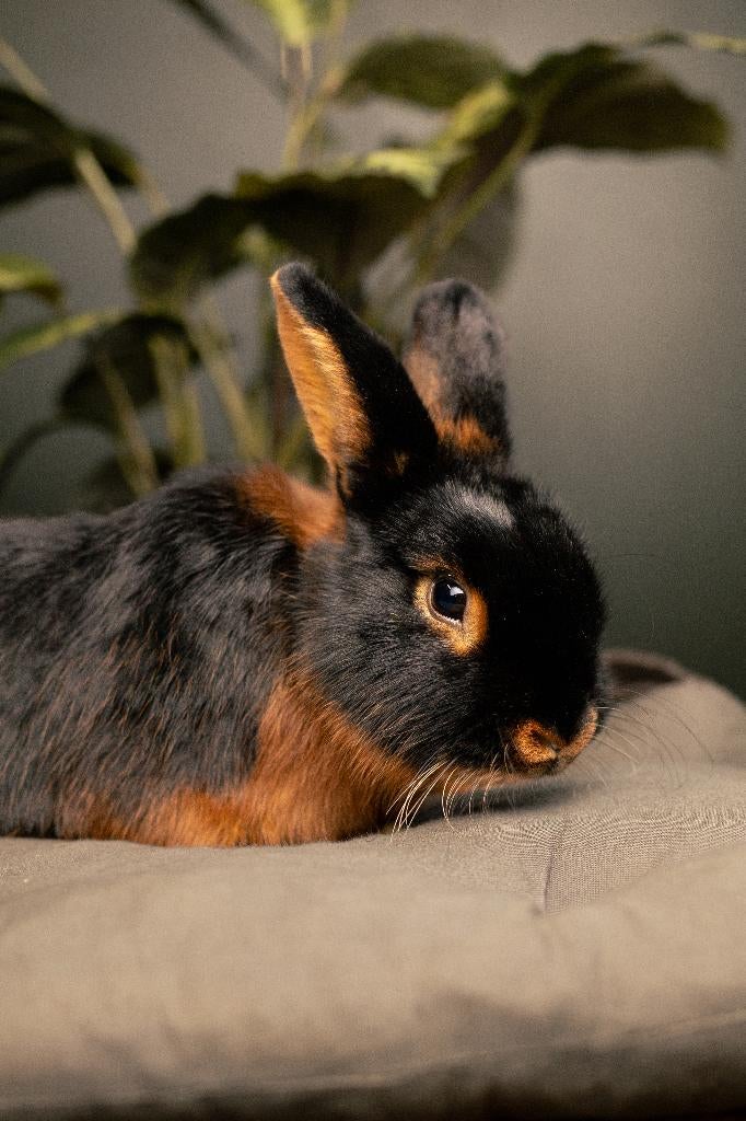 Black en tan | Kleine, lieve konijnen | Mooie kleurslag, Dieren en Toebehoren, Konijnen, Meerdere dieren, Middelgroot, Hangoor