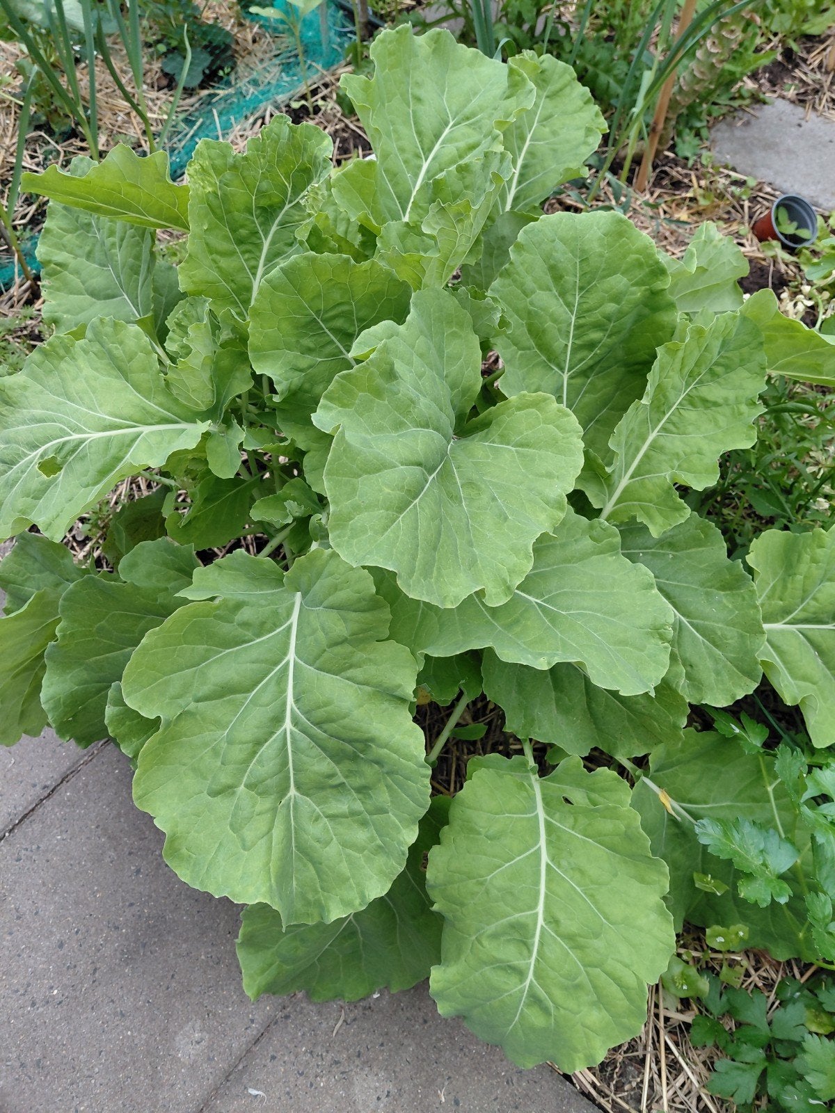 Stekken Eeuwig Moes / Splijtkool / Eeuwige Kool, Tuin en Terras, Ophalen of Verzenden, Bloeit niet, Halfschaduw, Groenteplanten