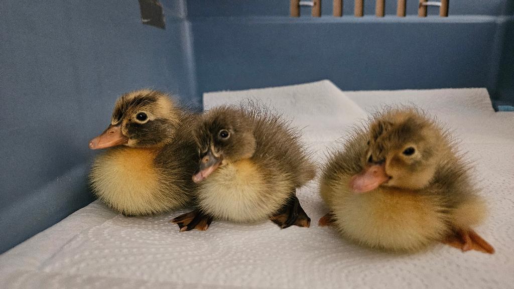 Loopeenden, Dieren en Toebehoren, Pluimvee, Meerdere dieren, Eend