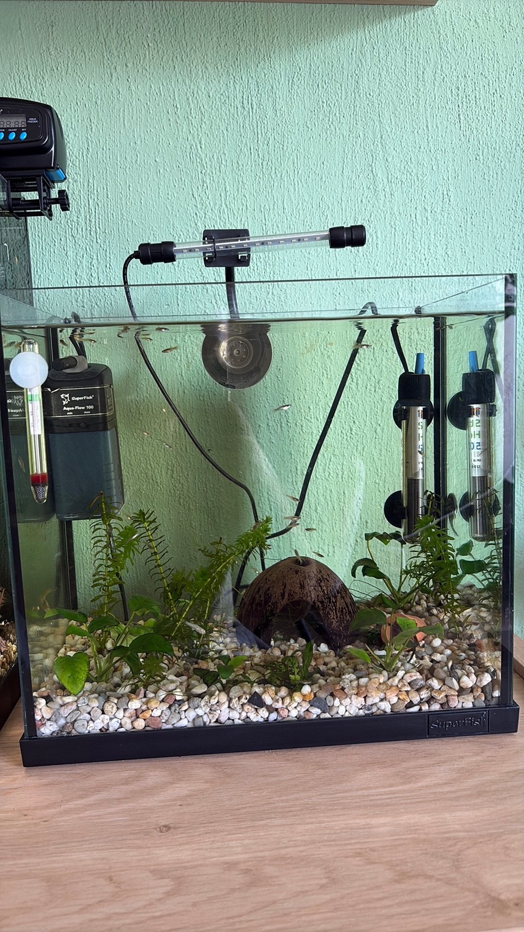 Gratis guppen, Dieren en Toebehoren, Vissen | Aquariumvissen, Vis, Zoetwatervis