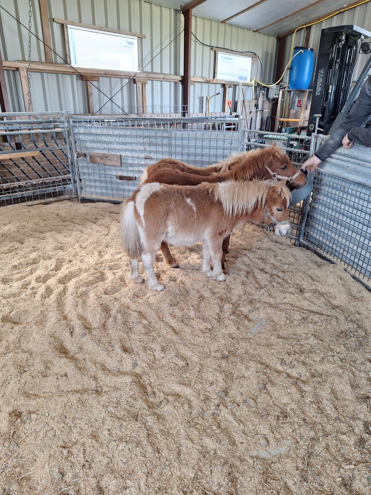 Te koop, 2 mini pony veulens hengst en merrie vos en vosbont, Dieren en Toebehoren, Meerdere dieren, A pony (tot 1.17m), Ontwormd