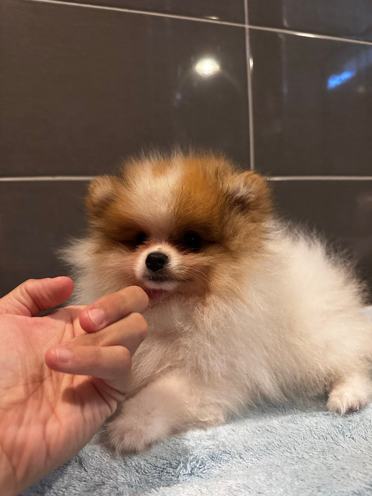 Mooie Pomeranian reu zoekt een liefdevol thuis, Dieren en Toebehoren, Honden | Poolhonden, Keeshonden en Oertypen, Parvo, Nederland