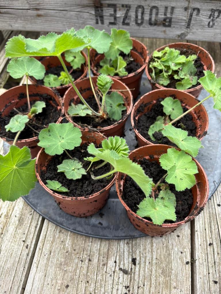 Vrouwenmantel stekjes, Ophalen of Verzenden, Eenjarig, Groenteplanten, Volle zon