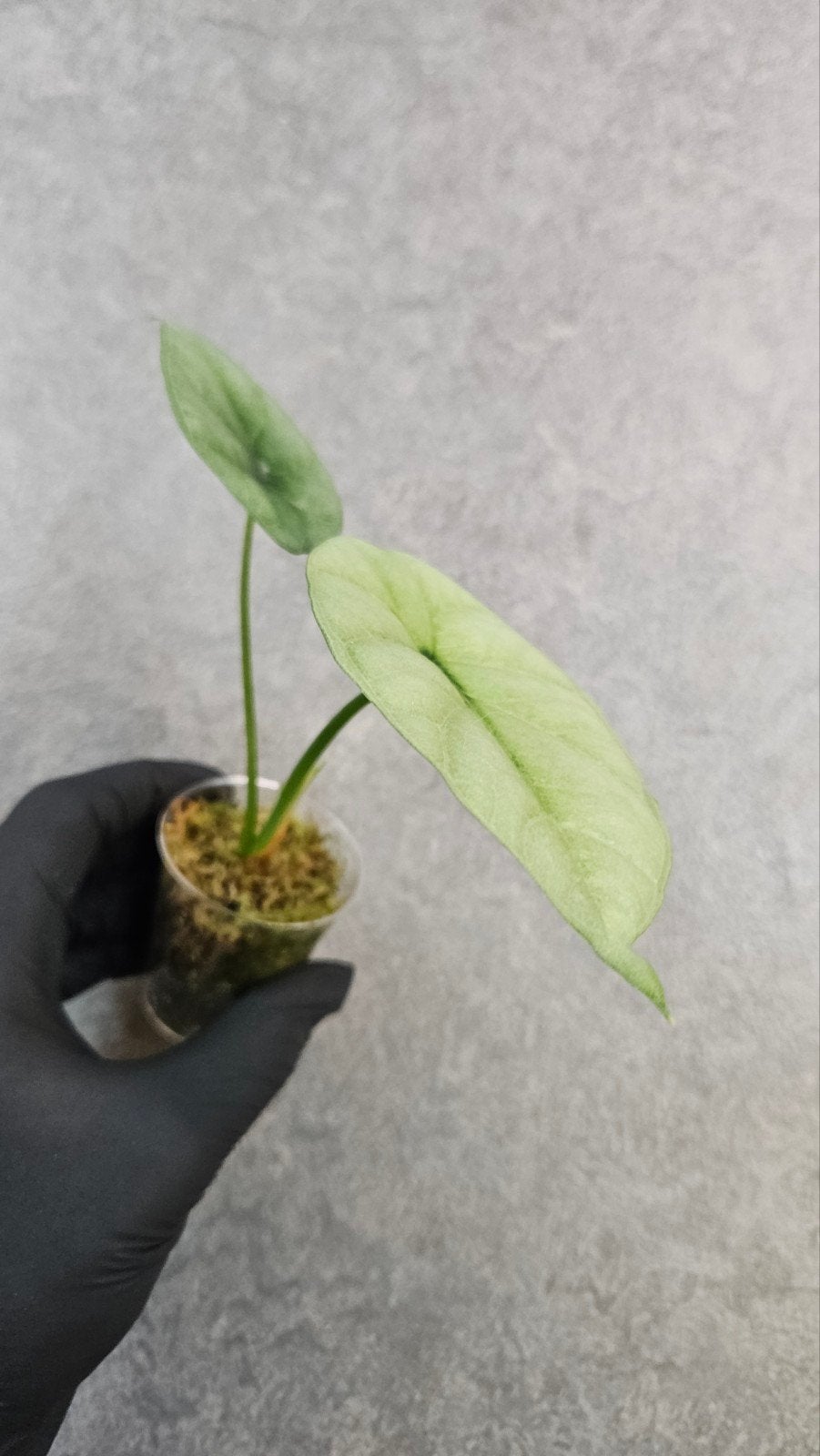 Alocasia Sinuata Albo/GoG Variegata, Ophalen of Verzenden, Halfschaduw, Minder dan 100 cm