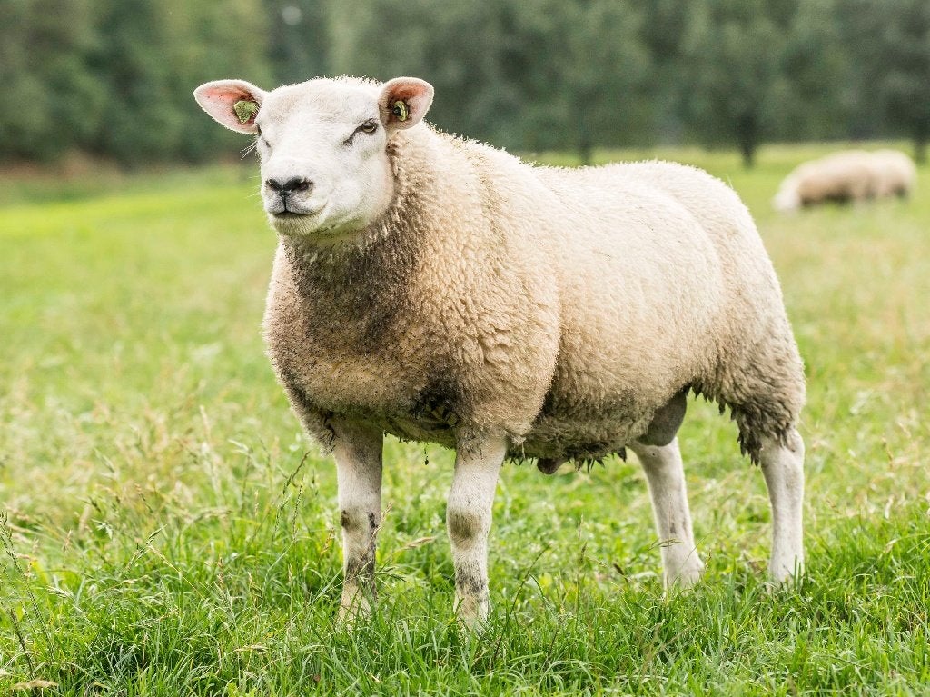 stamboek Engelse Texelaar ramlammeren, Mannelijk, Schaap, 0 tot 2 jaar