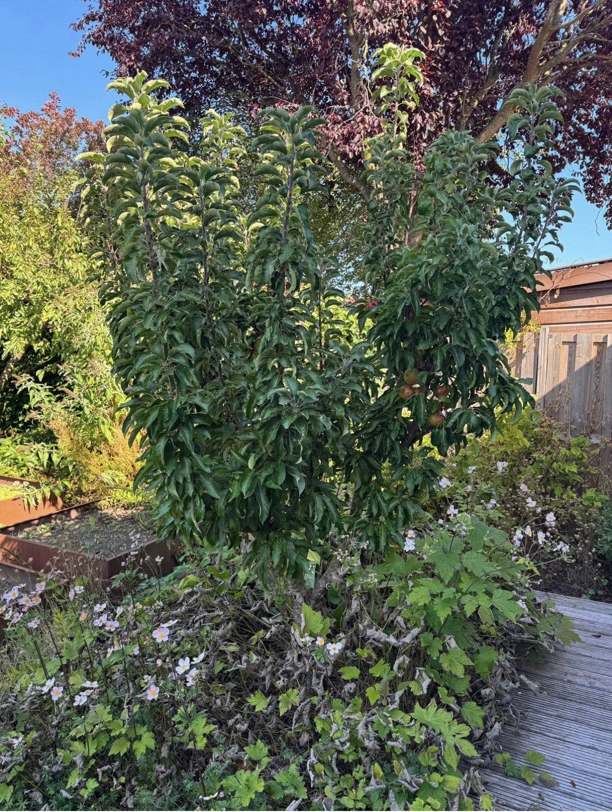 Prachtige appelboom, Tuin en Terras, Ophalen, 250 tot 400 cm, Appelboom, Lente