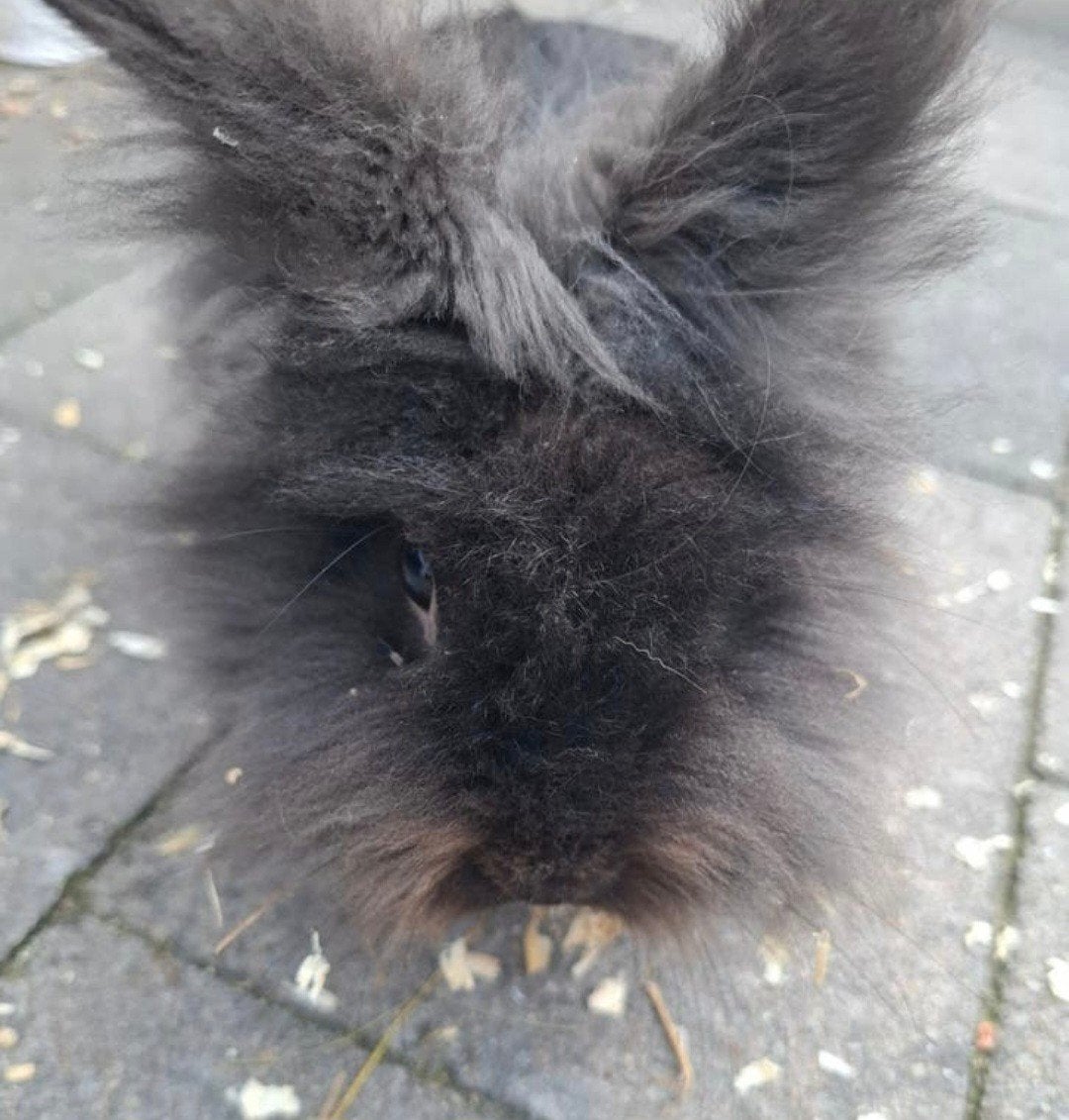 Lief mannetjes konijn, Dieren en Toebehoren, Mannelijk
