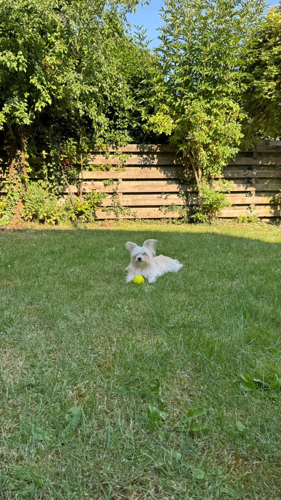 Liefdevol thuis gezocht voor Willow ️, Dieren en Toebehoren, 15 weken tot 1 jaar, Overige rassen, Teef, Eén hond