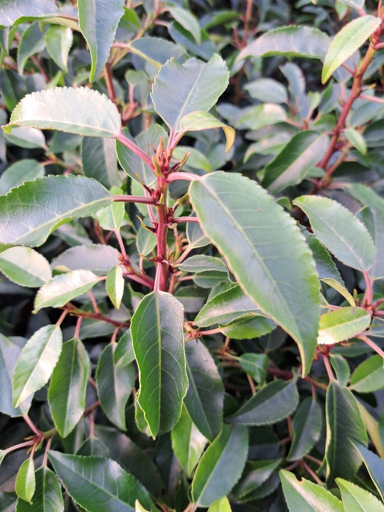 Mooie Portugese Laurier  80-100 cm hoog, Tuin en Terras, Planten | Struiken en Hagen, Ophalen of Verzenden, Laurier, Haag, Minder dan 100 cm