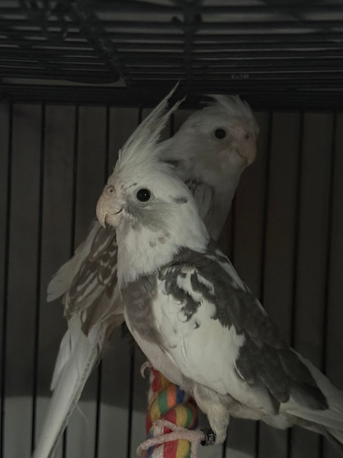 3 valkparkieten te koop, Dieren en Toebehoren, Vogels | Parkieten en Papegaaien, Meerdere dieren, Parkiet, Geringd