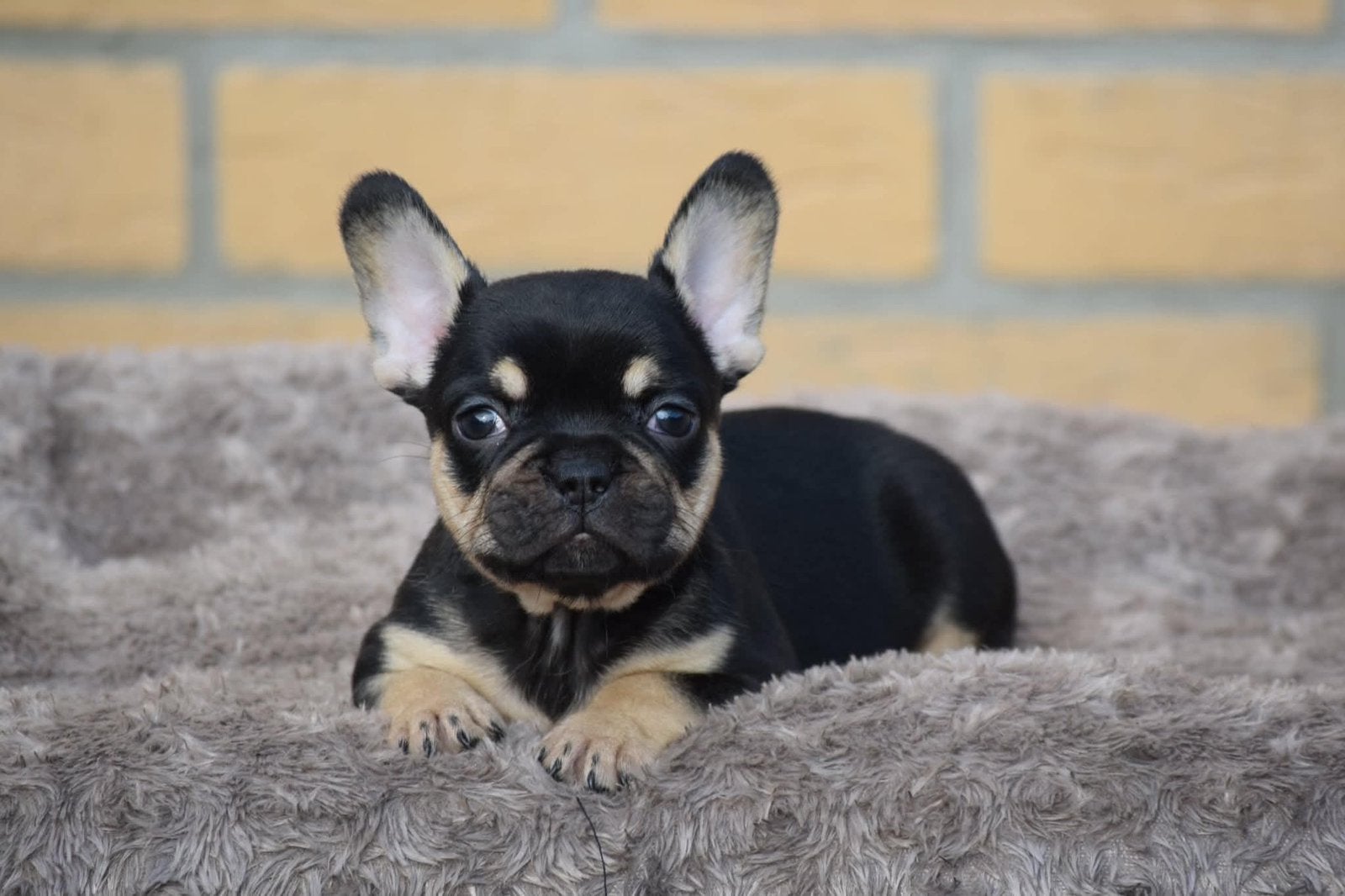 🔥 Franse bulldog pups tricolor🔥, Dieren en Toebehoren, Overige rassen, 8 tot 15 weken, Meerdere, Meerdere dieren